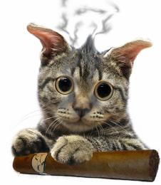 Smoking Cat Picture
